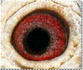 das Auge von 11-380 Blum.jpg
