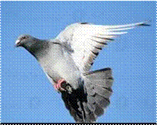 Taube bei der Landung.jpg