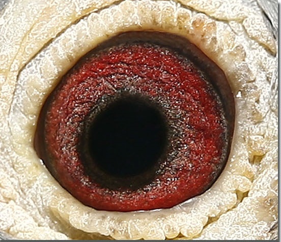 das Auge von 11-380 Blum.jpg